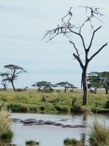 32-Hippo hole in the Serengeti