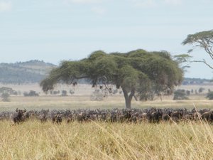 36-Crowds of wildebeest