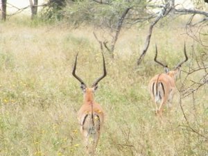 44-Pair of impalas