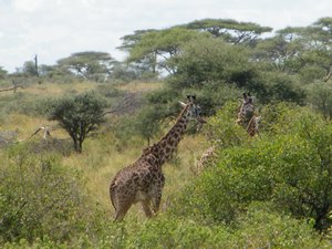 45-Giraffes in the Serengeti