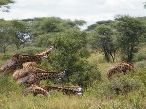 46-Giraffes grazing on the Serengeti