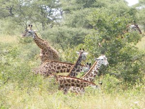 46-More giraffes of the Serengeti