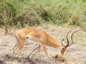 47-Impala grazing on the Serengeti