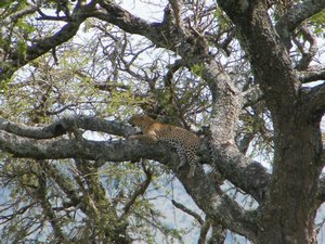 51-Leopard of the Serengeti