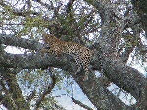 52-Leopard of the Serengeti