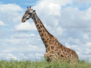 54-Giraffe of the Serengeti