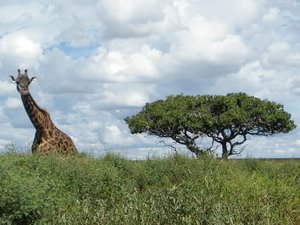 55-Giraffe of the Serengeti
