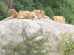 59-Lions of the Serengeti