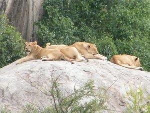 60-More lions of the Serengeti