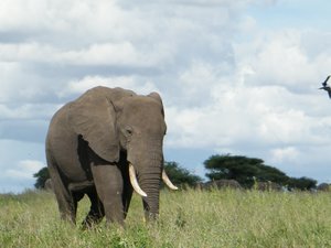 61-Serengeti Elephant