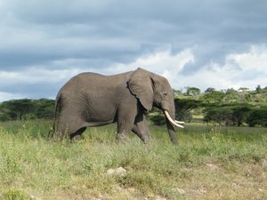 63-Elephant on the Serengeti
