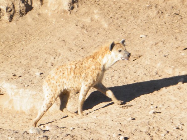 12-Hyena of the Serengeti