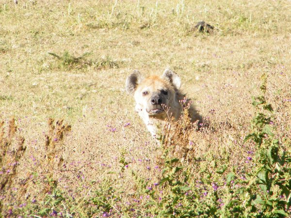 13-Hyena of the Serengeti