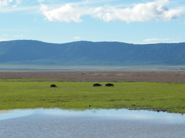 19-Buffalo in the Ngorongoro Crater