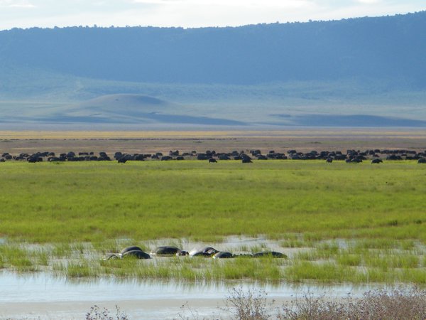 20-Hippos and loads of buffalo