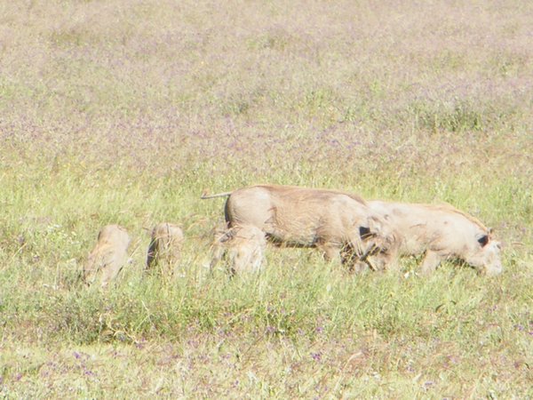 23-Family of warthogs