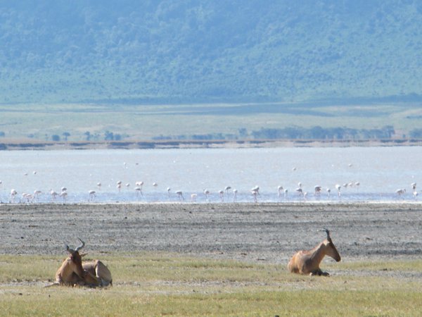 25-Pair of Heartbeests in the Ngorongoro Crater