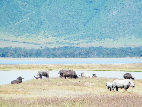29-Black rhino and Buffalo in the Ngorongoro Crater