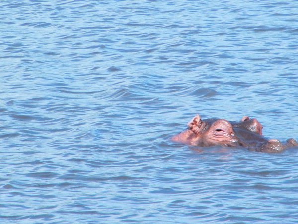 31-Hippo in the crater pond