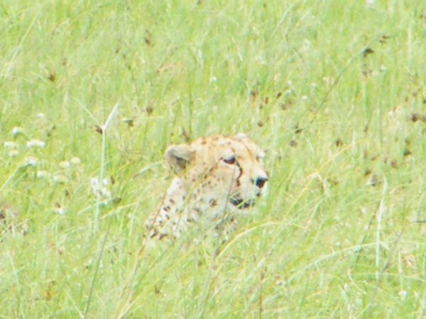 44-Cheetah of the Ngorongoro Crater