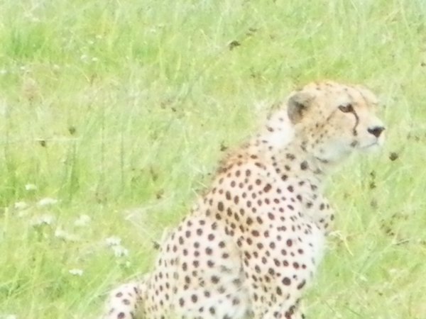 45-Cheetah checking out the Masai and his cattle