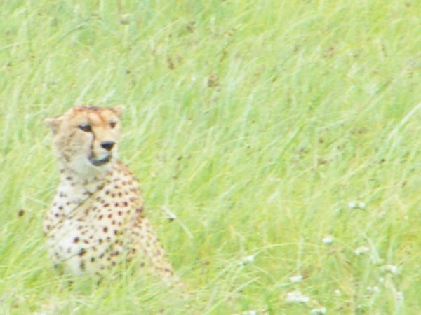47-More of the cheetah