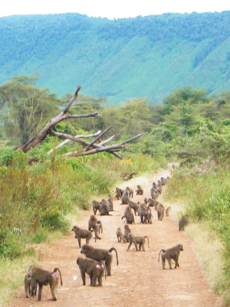 50-Tons of baboon traffic