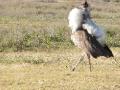 17-Gargantuan heron doing his strut