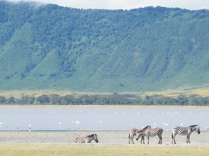 24-Zebras in the Ngorongoro Crater