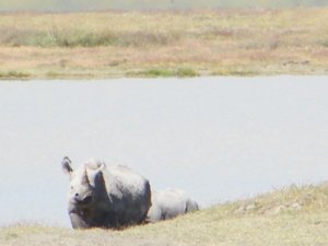 27-Black rhino in the Ngorongoro Crater