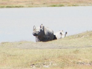 28-Black rhino with her offspring