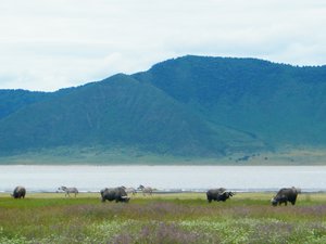40-Buffalos and Zebras in the crater