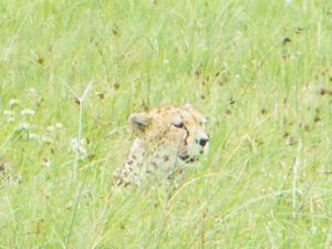 44-Cheetah of the Ngorongoro Crater