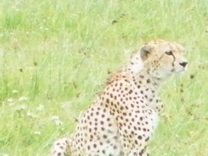 45-Cheetah checking out the Masai and his cattle