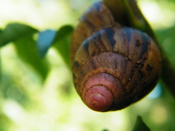 21-Mr. Snail