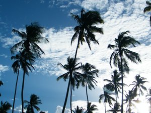 35-Gotta love the palm trees!