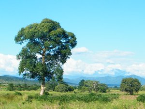 22-Tanzanian landscape, on the way to Mikumi National Park