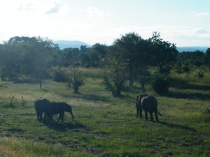 29-Sooo many elephants in Mikumi Nat'l Park, but they are alot smaller than in the Serengeti
