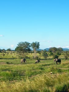 31-Elephants in Mikumi National Park