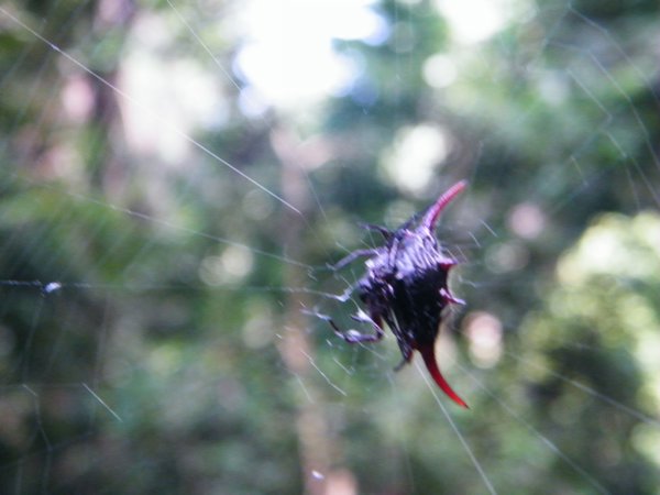 17-Buffalo spider, dreadlock arachnid