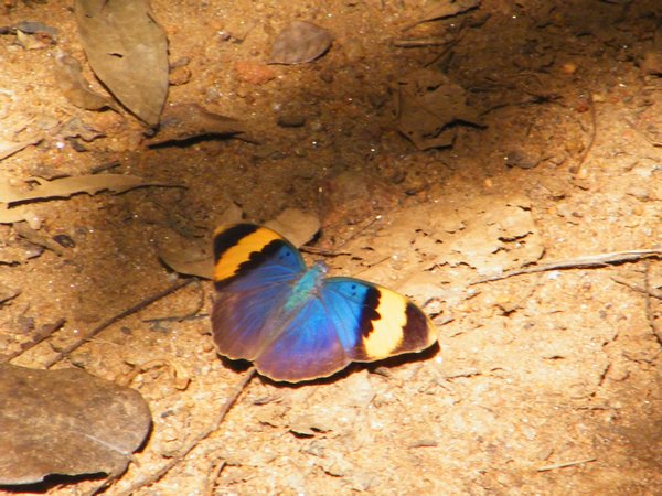 48-Ms. Butterfly