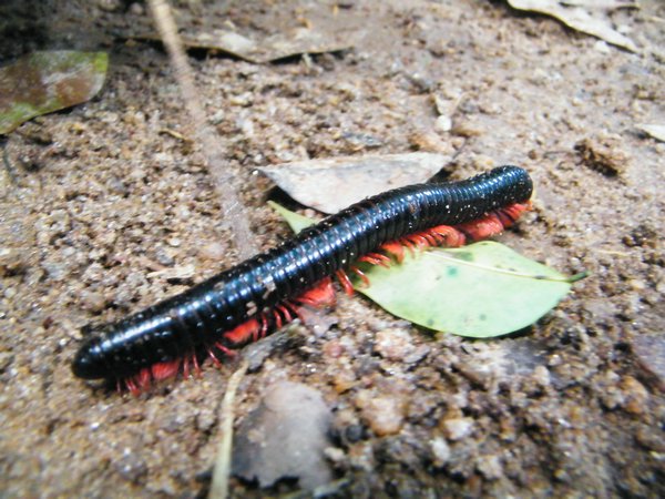 59-Another millipede!