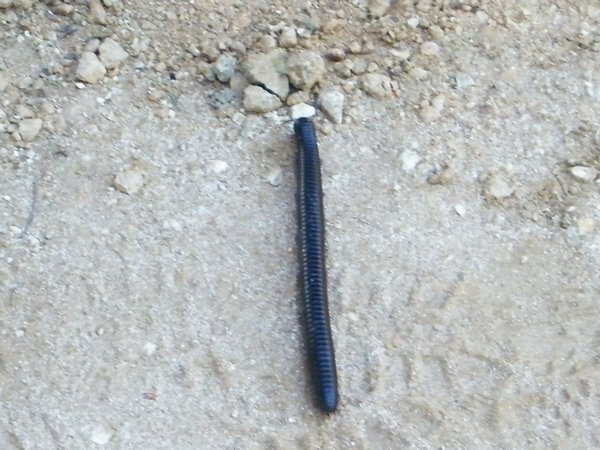3-Millipede that slept with me...under the tent, was about a foot long!