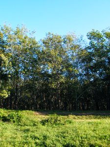 23-Malawian forest