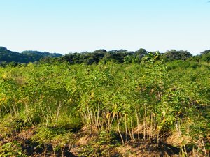 30-Cassava plants