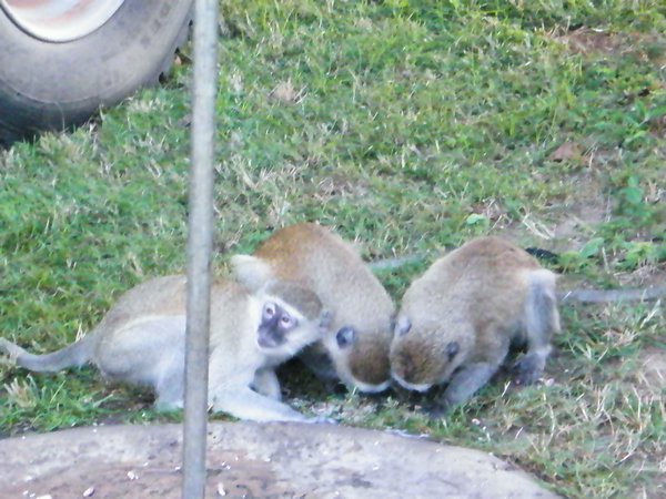 2-Monkeys eating the rice they got in to