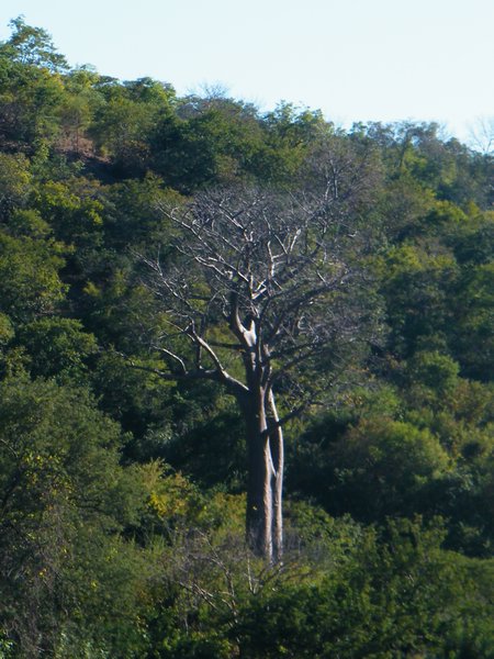 13-Boabab Tree