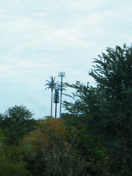6-They look like trees but really they are phone towers