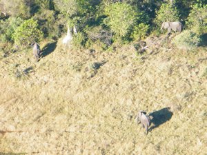 80-Elephants from above!