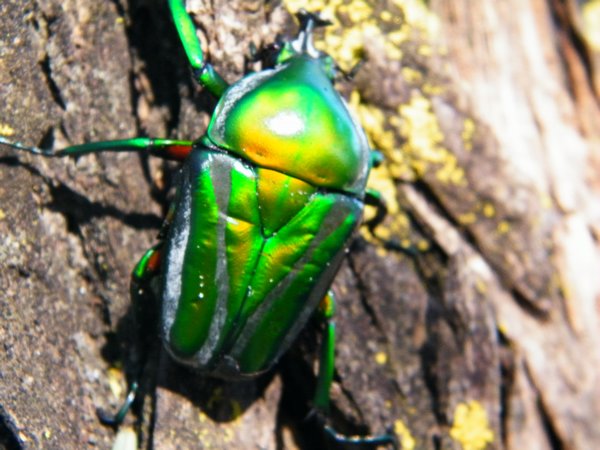 8-Another angle of the beetle